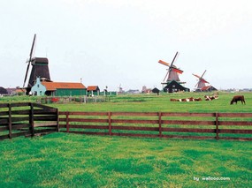 风车之国-荷兰 人文壁纸