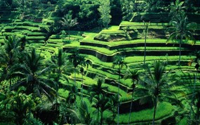 文化之旅 地理人文景观壁纸精选 第二辑 Rice Terraces Bali 巴厘岛梯田图片壁纸 文化之旅地理人文景观壁纸精选 第二辑 人文壁纸