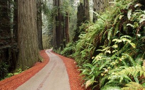 文化之旅 地理人文景观壁纸精选 第一辑 Redwood National Park California 加州 红杉树国家公园图片壁纸 文化之旅地理人文景观(一) 人文壁纸