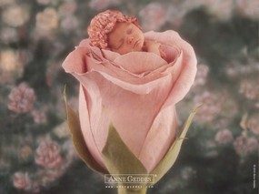  可爱婴儿图片 Desktop Wallpaper of Anne Baby Photography Anne Geddes 婴儿摄影作品(二)花仙子 摄影壁纸