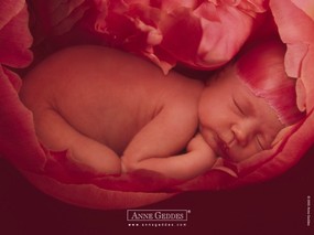  可爱婴儿艺术摄影 Desktop Wallpaper of Anne Baby Photography Anne Geddes 婴儿摄影作品(二)花仙子 摄影壁纸