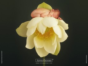  花仙子可爱婴儿图片 Desktop Wallpaper of Anne Baby Photography Anne Geddes 婴儿摄影作品(二)花仙子 摄影壁纸