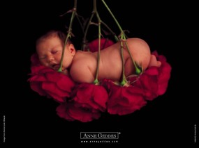  可爱婴儿艺术摄影 Desktop Wallpaper of Anne Baby Photography Anne Geddes 婴儿摄影作品(二)花仙子 摄影壁纸