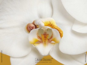  花仙子可爱婴儿图片 Desktop Wallpaper of Anne Baby Photography Anne Geddes 婴儿摄影作品(二)花仙子 摄影壁纸