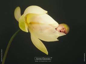  花仙子可爱婴儿艺术摄影 Desktop Wallpaper of Anne Baby Photography Anne Geddes 婴儿摄影作品(二)花仙子 摄影壁纸