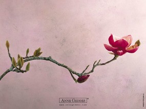  可爱婴儿艺术摄影 Desktop Wallpaper of Anne Baby Photography Anne Geddes 婴儿摄影作品(二)花仙子 摄影壁纸