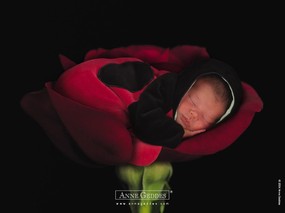  婴儿图片 婴儿可爱造型 Desktop Wallpaper of Anne Baby Photography Anne Geddes 婴儿摄影作品(二)花仙子 摄影壁纸