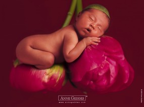  可爱婴儿图片 Desktop Wallpaper of Anne Baby Photography Anne Geddes 婴儿摄影作品(二)花仙子 摄影壁纸