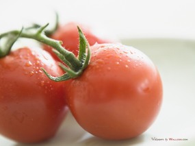  番茄图片 番茄壁纸Tomatos Photo Tomatos Wallpaper 健康早餐-美食摄影壁纸 摄影壁纸