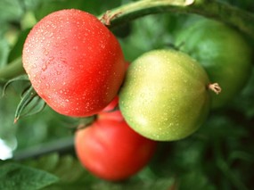 硕果累累 番茄篇 红色番茄 绿色番茄 Stock Photographs of Tomatos 硕果累累番茄篇 摄影壁纸