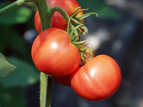 硕果累累 番茄篇 番茄图片 番茄壁纸 Stock Photographs of Tomatos 硕果累累番茄篇 摄影壁纸
