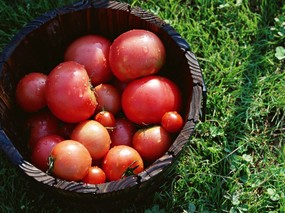 硕果累累 番茄篇 番茄图片 番茄壁纸 Stock Photographs of Tomatos 硕果累累番茄篇 摄影壁纸