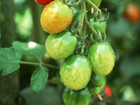 硕果累累 番茄篇 树上的小番茄图片Stock Photographs of Tomatos 硕果累累番茄篇 摄影壁纸