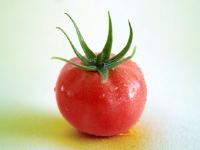 硕果累累 番茄篇 番茄图片 番茄壁纸Stock Photographs of Tomato 硕果累累番茄篇 摄影壁纸