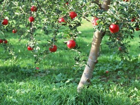 硕果累累 苹果篇 苹果树上的红苹果 Stock Photographs of Apples on Tree 硕果累累苹果篇 摄影壁纸