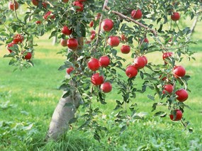 硕果累累 苹果篇 苹果树上的红苹果 Stock Photographs of Apples on Tree 硕果累累苹果篇 摄影壁纸