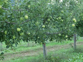 硕果累累 苹果篇 树上的青苹果图片 Stock Photographs of Apples on Tree 硕果累累苹果篇 摄影壁纸