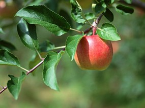硕果累累 苹果篇 树上的苹果图片Stock Photographs of Apples on Tree 硕果累累苹果篇 摄影壁纸