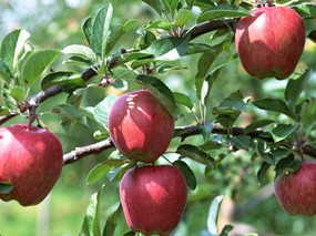 硕果累累 苹果篇 树上的苹果图片Stock Photographs of Apples on Tree 硕果累累苹果篇 摄影壁纸