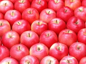 硕果累累 苹果篇 红苹果图片 苹果壁纸Stock Photographs of Apples 硕果累累苹果篇 摄影壁纸