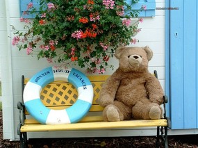 泰迪熊的相册 teddy bear Photo Album 摄影壁纸