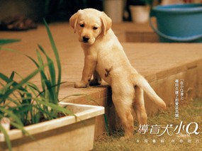 导盲犬小Q壁纸-感动一亿亚洲人的电影 影视壁纸