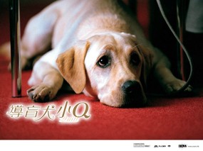  导盲犬小Q 可爱小狗 Guide dog Qill Wallpaper 导盲犬小Q壁纸-感动一亿亚洲人的电影 影视壁纸