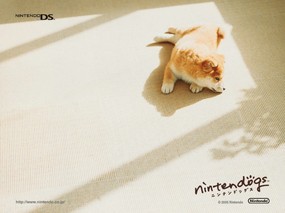 游戏 任天狗 壁纸 任天狗 游戏壁纸 Nintendo game Nintendogs Wallpaper 《Nintendogs任天狗》游戏壁纸 游戏壁纸