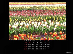 5月份月历桌面壁纸 May Desktop Calendar 2002年5月月历壁纸 月历壁纸