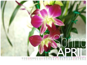 2004年4月份月历壁纸  April 2004 Calendar 2004年4月月历壁纸 月历壁纸