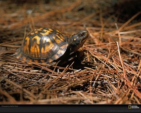国家地理色彩专题 Life in Color Brown 生活中的褐色 美国东部的东部箱龟 可以通过它们眼睛的颜色来判断雌雄 雄龟是红色 雌龟是棕色 Eastern Box Turtle 国家地理色彩专题Life in ColorBrown 生活中的褐色 月历壁纸
