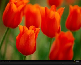 国家地理色彩专题 Life in Color Orange 生活中的橙色 密苏里植物园里的橙色郁金香 这是全美历史最悠久的植物园 Orange Tulips 国家地理色彩专题Life in ColorOrange 生活中的橙色 月历壁纸