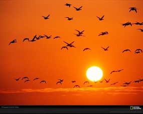 国家地理色彩专题 Life in Color Orange 生活中的橙色 德国浅滩国家公园是3200多种动物的家园 以及众多候鸟的中途停留地 Flock in Flight 国家地理色彩专题Life in ColorOrange 生活中的橙色 月历壁纸