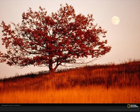 国家地理色彩专题 Life in Color Orange 生活中的橙色 维吉尼亚仙纳度国家公园 月亮从秋天的大草地上升起 Shenandoah Moon 国家地理色彩专题Life in ColorOrange 生活中的橙色 月历壁纸