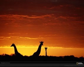 国家地理色彩专题 Life in Color Orange 生活中的橙色 博茨瓦纳北部奥卡万戈三角洲 三只长颈鹿在夕阳中伸长了脖子 Giraffe Silhouettes 国家地理色彩专题Life in ColorOrange 生活中的橙色 月历壁纸