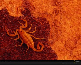 国家地理色彩专题 Life in Color Orange 生活中的橙色 美国大峡谷中橙色的蝎子 蝎子已经在地球上生活了几亿年 Scorpion 国家地理色彩专题Life in ColorOrange 生活中的橙色 月历壁纸