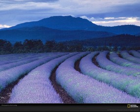 国家地理色彩专题 Life in Color Purple 生活中的紫色 塔斯马尼亚岛上的Bridestowe薰衣草农场 是世界上最大的薰衣草产品输出农场之一 Lavender Fields 国家地理色彩专题Life in ColorPurple 生活中的紫色 月历壁纸