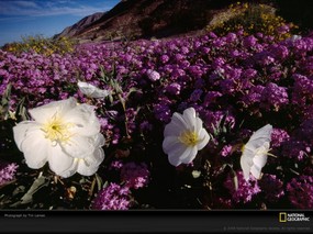 国家地理色彩专题 Life in Color Purple 生活中的紫色 加州安沙波列哥沙漠州立公园 这里因为春天的野花花海而闻名 Desert Wildflowers 国家地理色彩专题Life in ColorPurple 生活中的紫色 月历壁纸