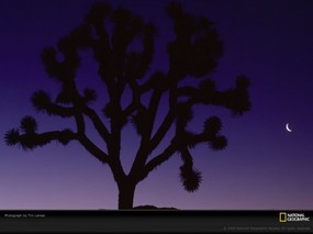 国家地理色彩专题 Life in Color Purple 生活中的紫色 加州莫哈维沙漠的一颗约书亚树 树名乃由摩门教拓荒者所取 Joshua Tree 国家地理色彩专题Life in ColorPurple 生活中的紫色 月历壁纸