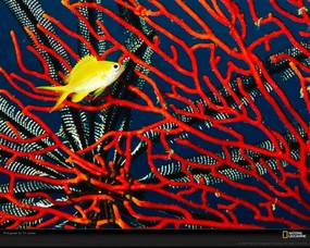 国家地理色彩专题 Life in Color Red 生活中的红色 斐济 小热带鱼和红珊瑚 Golden Damselfish 国家地理色彩专题Life in ColorRed 生活中的红色 月历壁纸