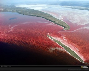 国家地理色彩专题 Life in Color Red 生活中的红色 肯尼亚玛格迪碱性湖 Lake Magadi 国家地理色彩专题Life in ColorRed 生活中的红色 月历壁纸