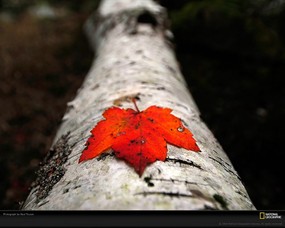 国家地理色彩专题 Life in Color Red 生活中的红色 美国缅因州阿卡迪亚国家公园拍摄到的落下的红色枫叶 Fallen Maple Leaf 国家地理色彩专题Life in ColorRed 生活中的红色 月历壁纸