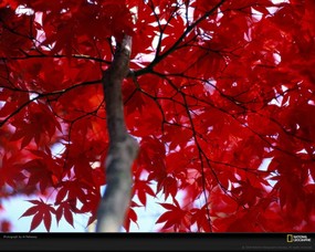 国家地理色彩专题 Life in Color Red 生活中的红色 马里兰的秋天 整树的鲜红色枫叶 Maple Leaves 国家地理色彩专题Life in ColorRed 生活中的红色 月历壁纸