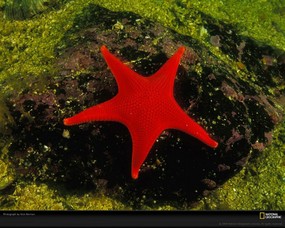 国家地理色彩专题 Life in Color Red 生活中的红色 加拿大鲜红色海星 他们用鲜艳的颜色来吓走天敌 Red Sea Star 国家地理色彩专题Life in ColorRed 生活中的红色 月历壁纸