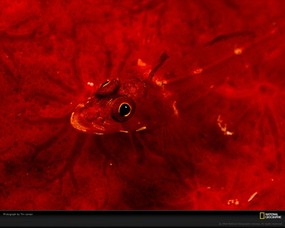 国家地理色彩专题 Life in Color Red 生活中的红色 印度尼西亚的三鳍鱼尉 他们随着环境而变色 Triplefin Fish 国家地理色彩专题Life in ColorRed 生活中的红色 月历壁纸