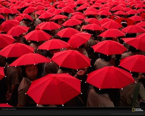 国家地理色彩专题 Life in Color Red 生活中的红色 中国台湾 红色伞下的学童 Schoolchildren With Umbrellas 国家地理色彩专题Life in ColorRed 生活中的红色 月历壁纸