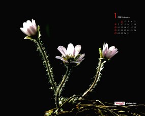  1月月历壁纸 韩国花卉摄影 YAHOO韩国1月份月历壁纸 月历壁纸