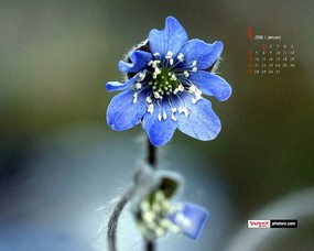  1月月历壁纸 韩国花卉摄影 YAHOO韩国1月份月历壁纸 月历壁纸