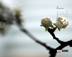  3月月历壁纸 春暖花开 YAHOO韩国3月份月历壁纸 月历壁纸