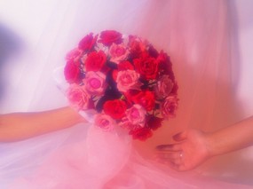 爱系列 玫瑰专辑 爱系列-玫瑰壁纸 植物壁纸